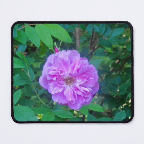 Item preview, Lavender rose designed and sold by Shulie1.