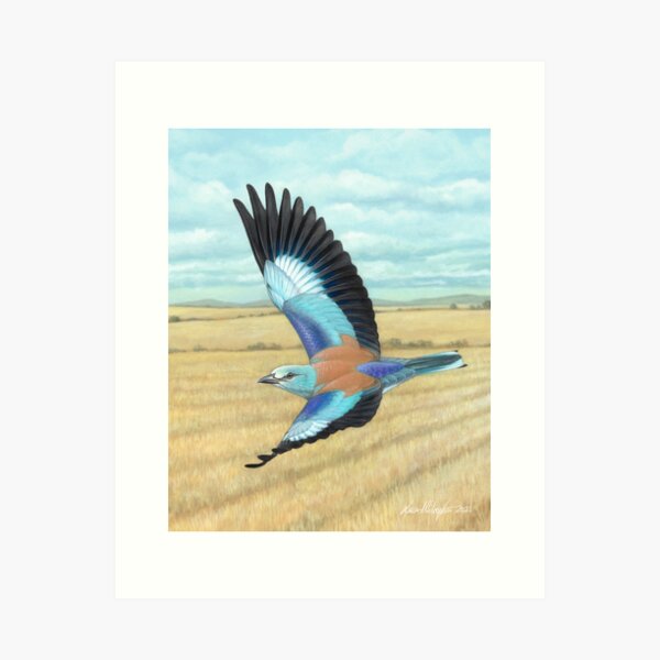 Item preview, European Roller designed and sold by LucaMilioneArt.