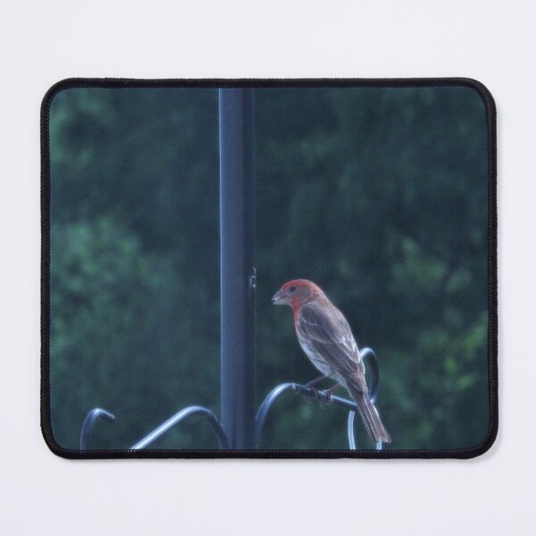 Item preview, House Finch in Chambersburg, PA designed and sold by Kimberly Scott.