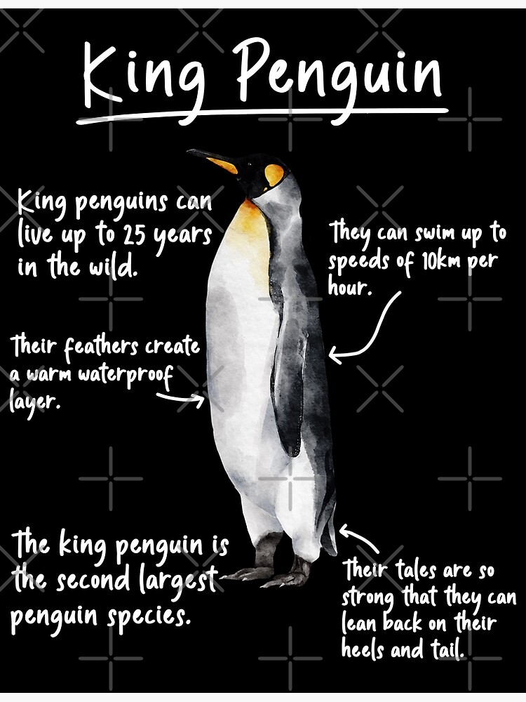 King Penguin  Facts, pictures & more about King Penguin