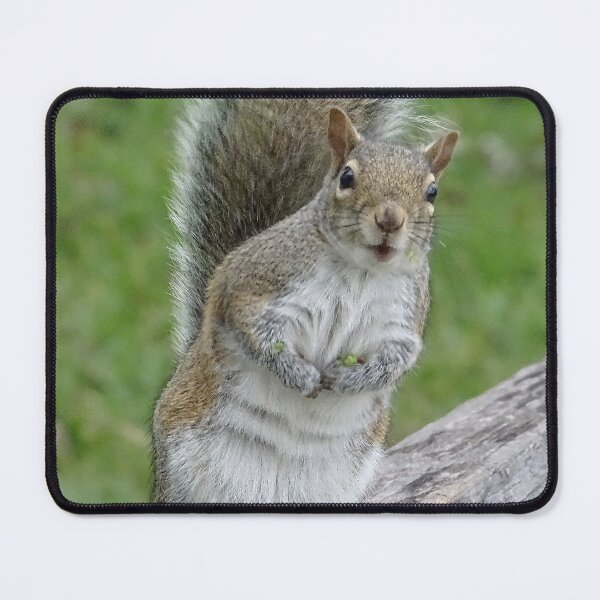Item preview, Cute Squirrel #0046 designed and sold by Jeffrey Mask.