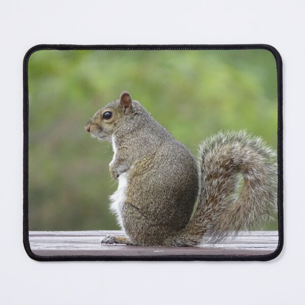 Item preview, Cute Squirrel #0050 designed and sold by Jeffrey Mask.