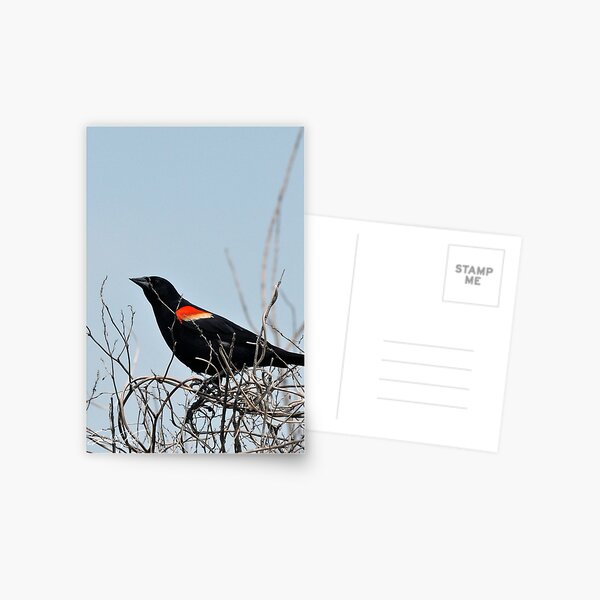 Item preview, Red Winged BlackBird designed and sold by Elisabeth Kasal.