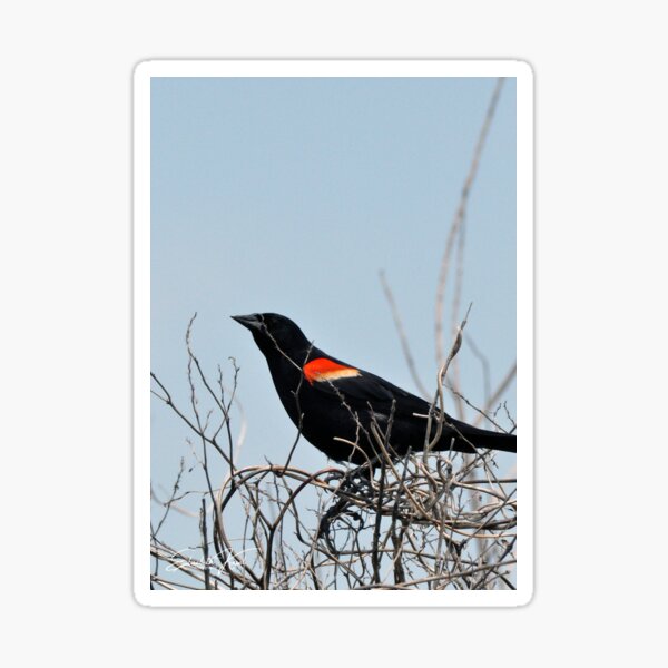 Item preview, Red Winged BlackBird designed and sold by Elisabeth Kasal.