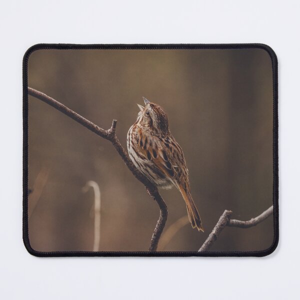 Item preview, Singing Song Sparrow Photograph designed and sold by dev11588.