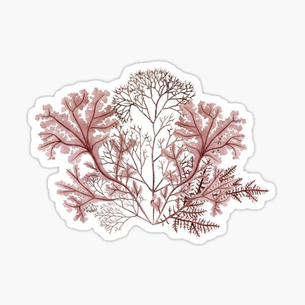 Item preview, Vintage Algae botanicals designed and sold by Miss-Belle.