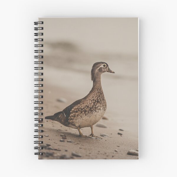 Item preview, Female Wood Duck Photograph designed and sold by dev11588.