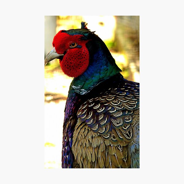 Item preview, Do you mind! NZ - Phesant - Invercargill designed and sold by AndreaEL.