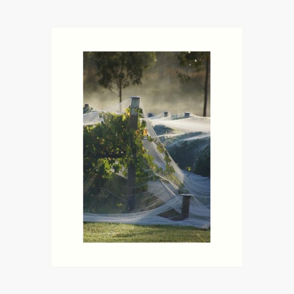 Item preview, Netted vine - Magpie Springs - Adelaide Hills Wine Region - Fleurieu Peninsula - Winery designed and sold by MagpieSprings.