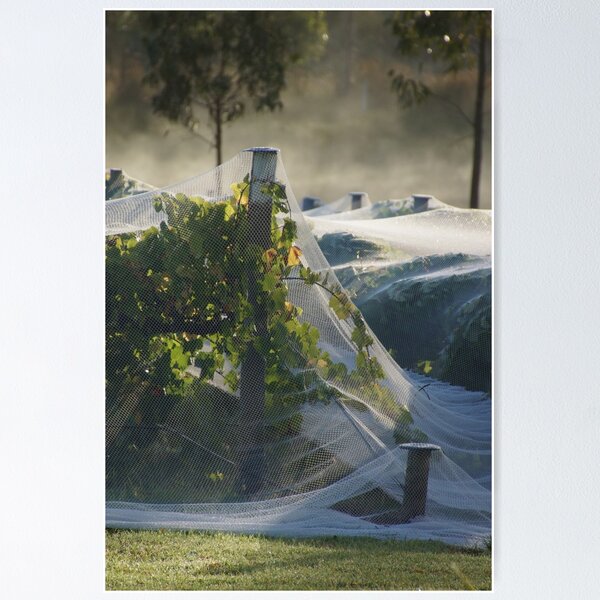 Netted vine - Magpie Springs - Adelaide Hills Wine Region - Fleurieu Peninsula - Winery Poster
