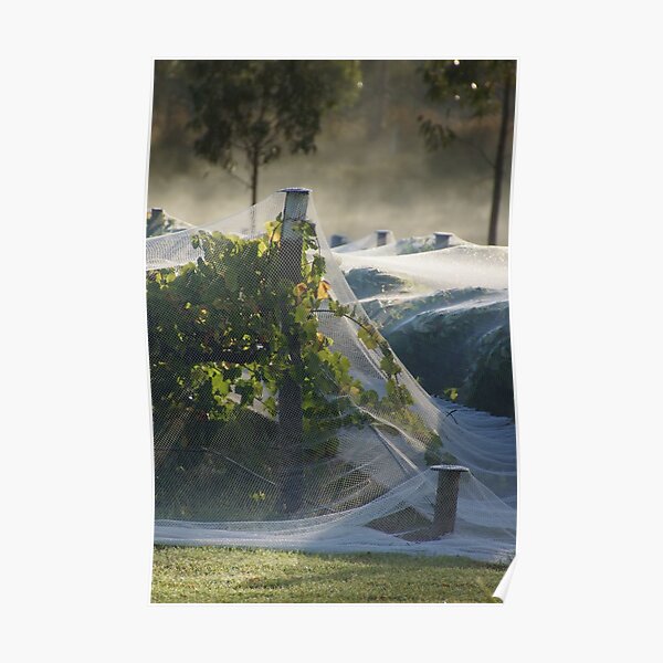 Netted vine - Magpie Springs - Adelaide Hills Wine Region - Fleurieu Peninsula - Winery Poster