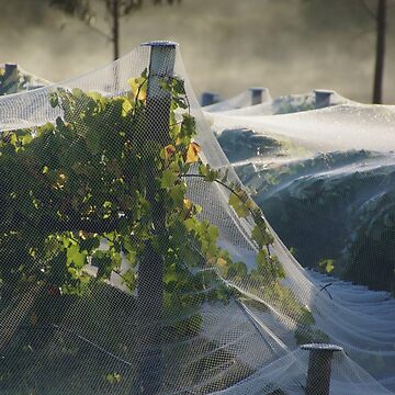 Artwork thumbnail, Netted vine - Magpie Springs - Adelaide Hills Wine Region - Fleurieu Peninsula - Winery by MagpieSprings