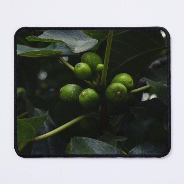 Item preview, Fig tree in summer designed and sold by TheNinthMemory.