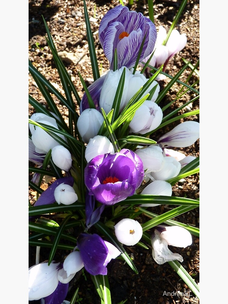 "A Garden Bouquet! Crocus NZ Southland" Photographic Print by