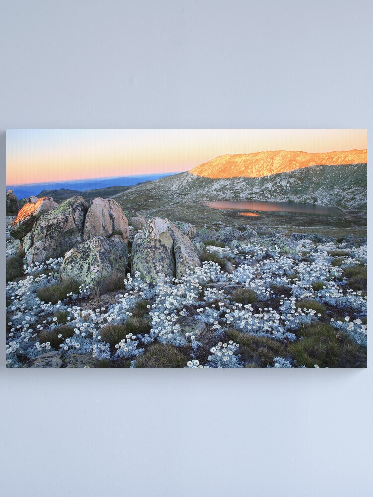 Thumbnail 2 of 3, Canvas Print, Mt Kosciusko Silver Snow Daises designed and sold by Michael Boniwell.