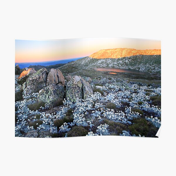 Mt Kosciusko Silver Snow Daises Poster