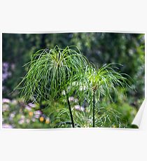 The Plant Label Says I Am "Papyrus" Poster