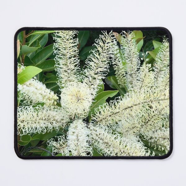 Item preview, Wonderful White Gorgeous Grevillea designed and sold by KazM.
