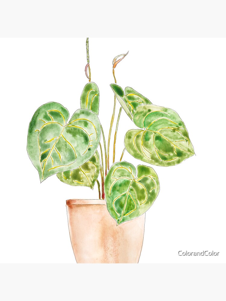 green indoor plant in pot watercolor and ink 1 Pin for Sale by  ColorandColor