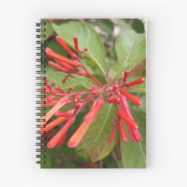 Item preview, Firebush designed and sold by RudyYoder.