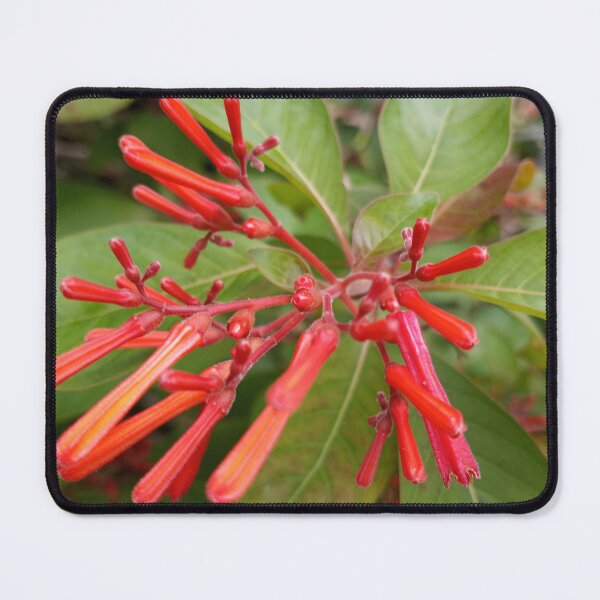 Item preview, Firebush designed and sold by RudyYoder.