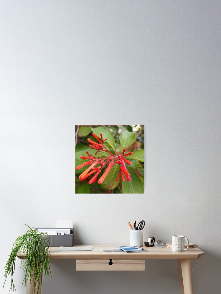 Thumbnail 2 of 3, Poster, Firebush designed and sold by RudyYoder.