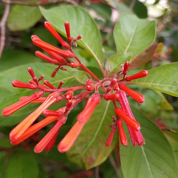 Artwork thumbnail, Firebush by RudyYoder