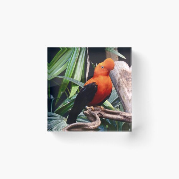 Item preview, ORANGE APPEAL designed and sold by Marilyn Grimble.