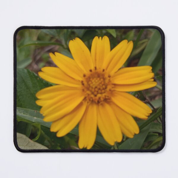 Item preview, Sphagneticola Trilobata designed and sold by RudyYoder.