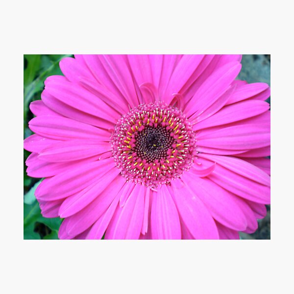 Artikelvorschau, can you say pink entworfen und verkauft von Amanda le Bas de Plumetot.