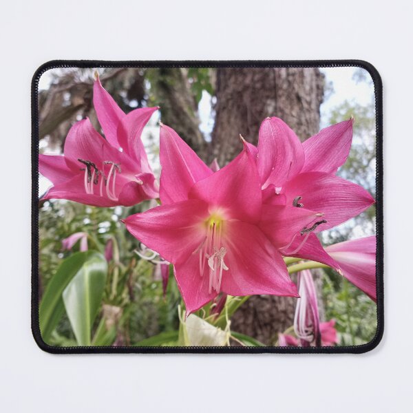 Item preview, Orange River Lily designed and sold by RudyYoder.