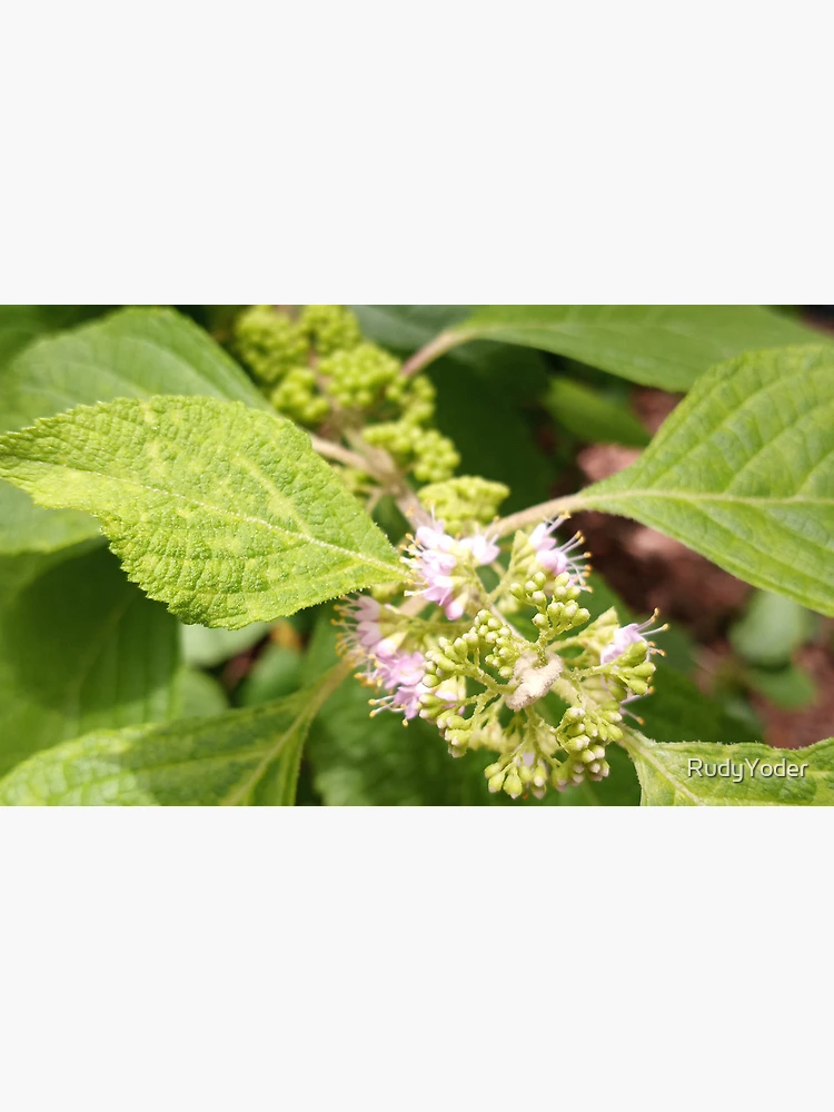 Thumbnail 4 of 4, Coffee Mug, Callicarpa Formosana designed and sold by RudyYoder.