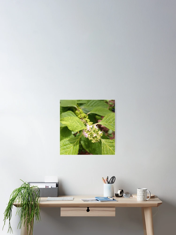 Thumbnail 2 of 3, Poster, Callicarpa Formosana designed and sold by RudyYoder.