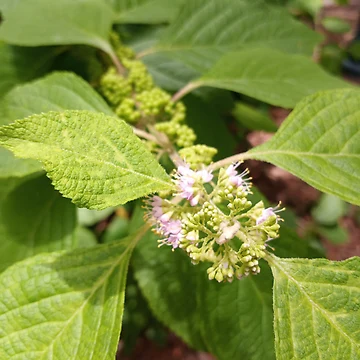 Artwork thumbnail, Callicarpa Formosana by RudyYoder