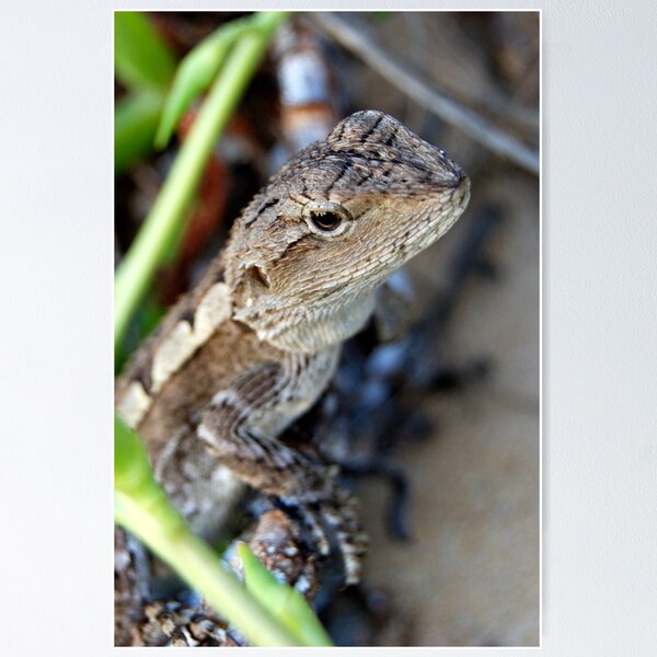 Item preview, Jacky Lizard - Australia designed and sold by Mette  Spange.