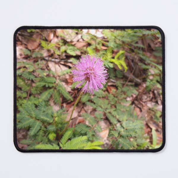 Item preview, Mimosa Strigillosa designed and sold by RudyYoder.