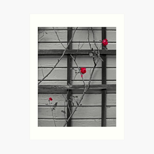 Wallflowers Art Print