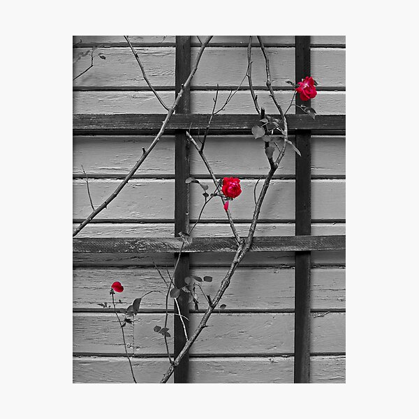 Item preview, Wallflowers designed and sold by Jon  Johnson.
