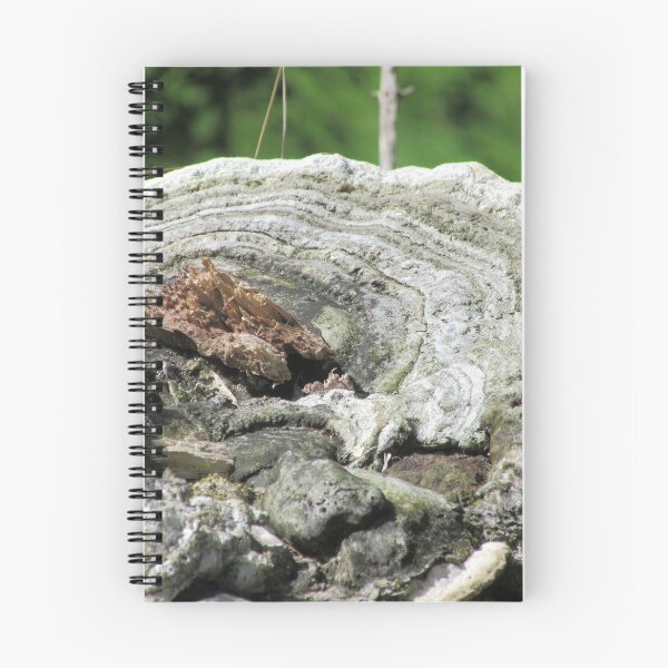 Item preview, Bracket Fungi designed and sold by lezvee.