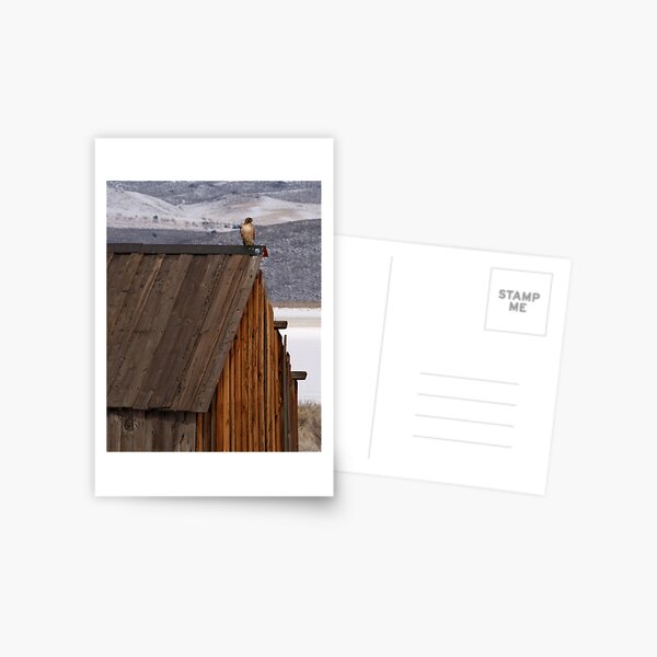Rooftop Raptor Postcard