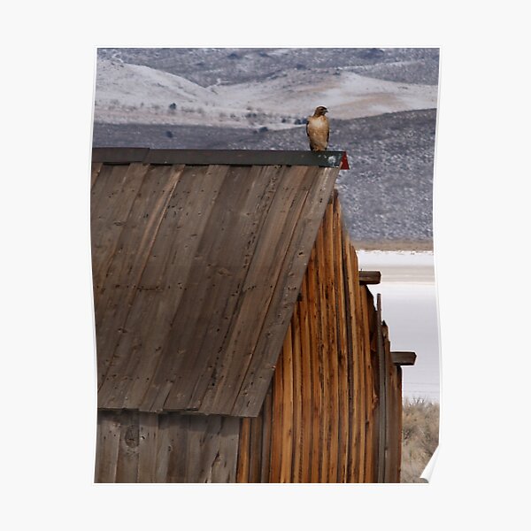 Rooftop Raptor Poster