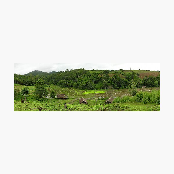 Rice Fields Photographic Print