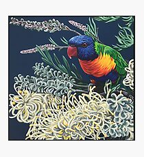 Rainbow Lorikeet and Grevillea Photographic Print