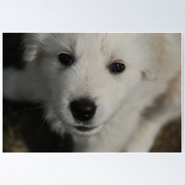 Item preview, Puppy Dog Eyes designed and sold by Paolo De Vincentis.