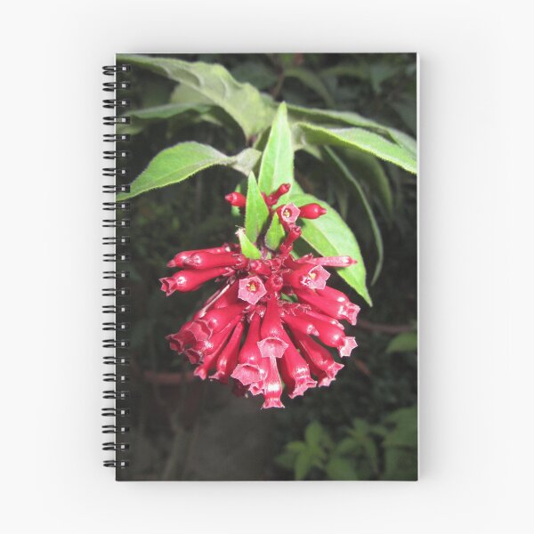 Item preview, seedling designed and sold by ElaW.