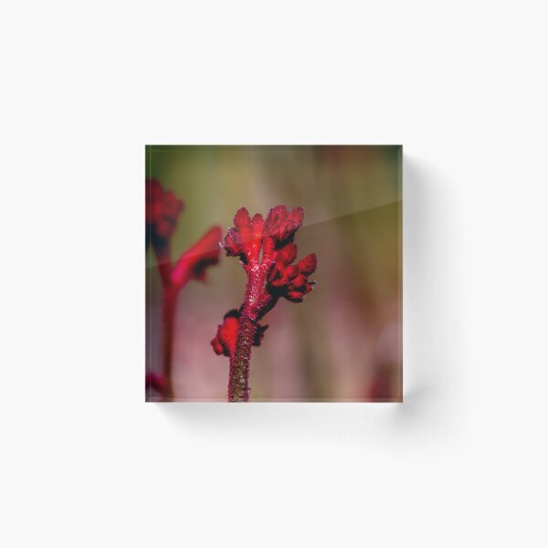 Item preview, Kangaroo Paw designed and sold by indiafrankk.