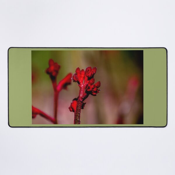 Item preview, Kangaroo Paw designed and sold by indiafrankk.