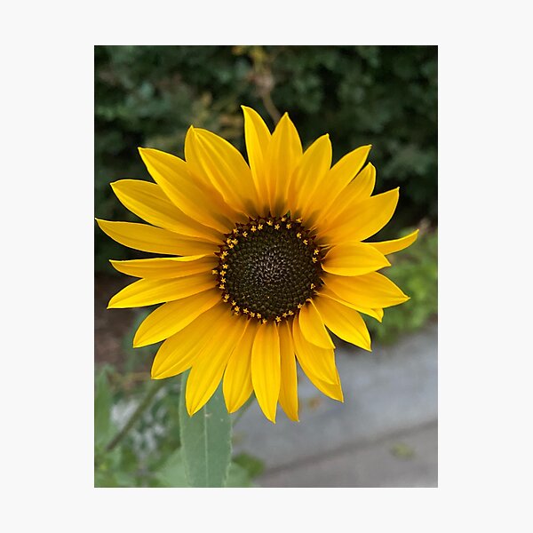 Item preview, Sunflower by Mark Ewing designed and sold by LifeSpice.