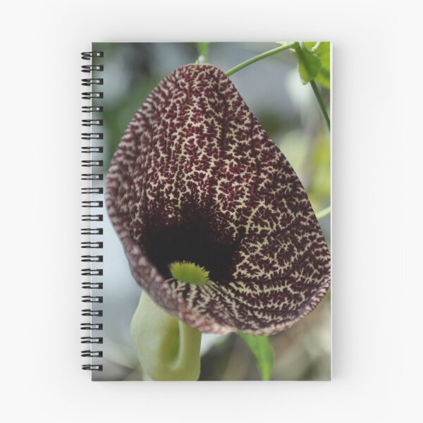 Item preview, seedling designed and sold by ElaW.
