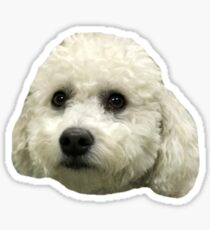 bichon frise puppy Sticker